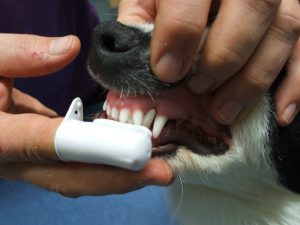 צחצוח שיניים בכלבים וחתולים- וטרינר במרכז, וטרינר תל אביב