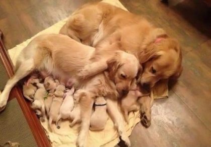 Dogs and cats vaccinations in Israel