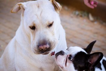 Kennel Cough in dogs-vet tel aviv